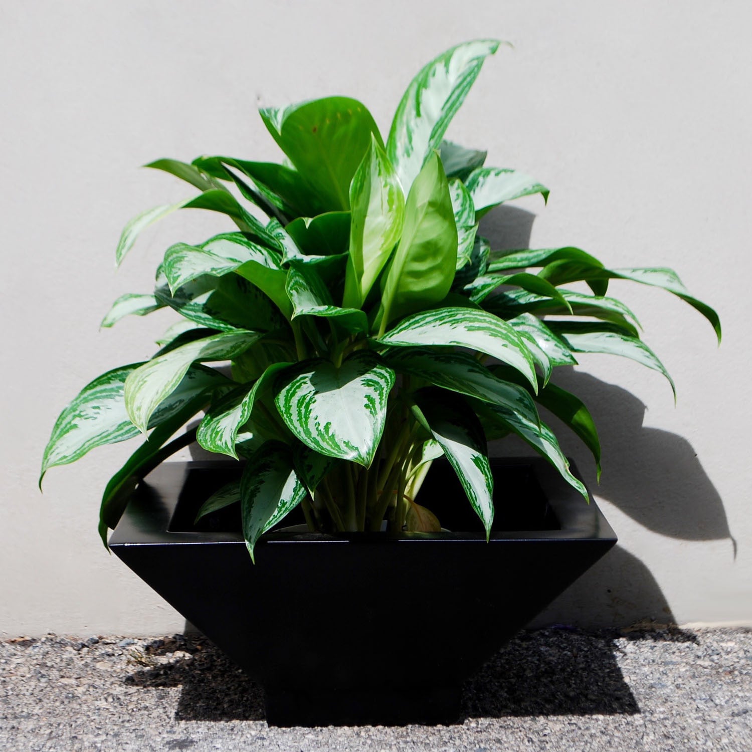 Sausalito Square Bowl Planter