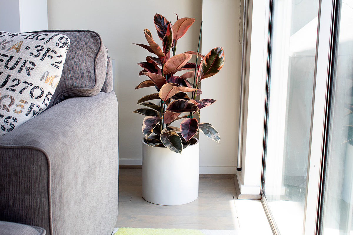 White Brea Round Cylinder Fiberglass Planter Lifestyle