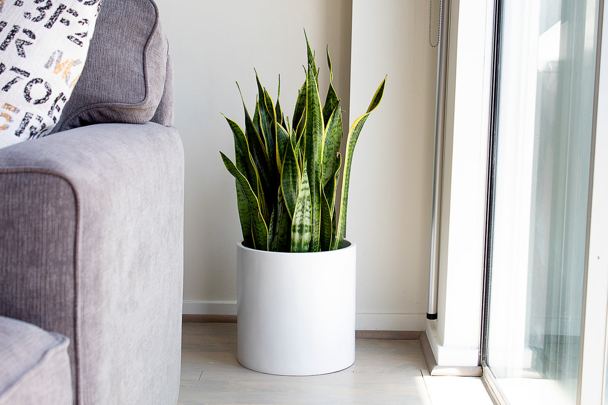 White Brea Round Cylinder Fiberglass Planter Lifestyle