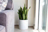 Root and Stock Brea Round Cylinder Planter - White