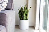 Root and Stock Brea Round Cylinder Planter - Grey