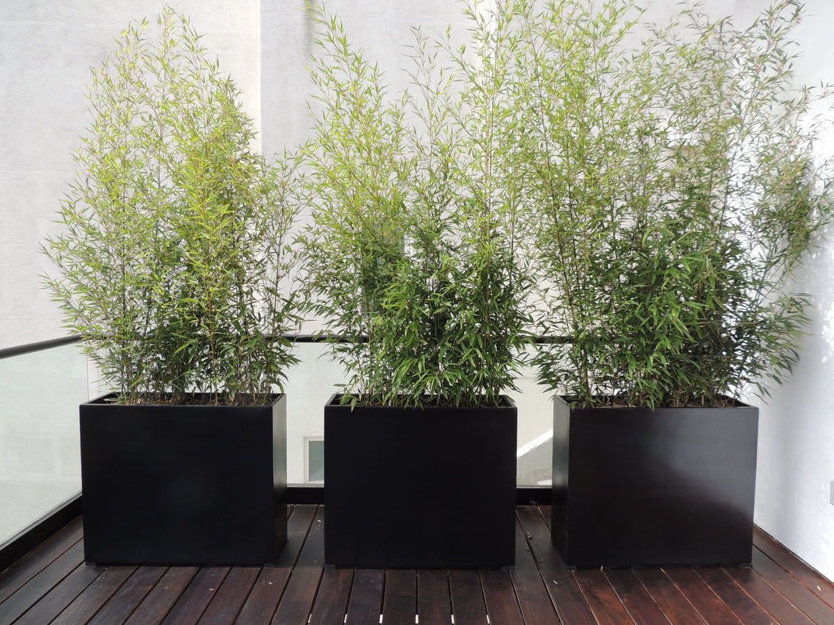 Black Dixon Square Cube Fiberglass Planter Box Outdoor Deck