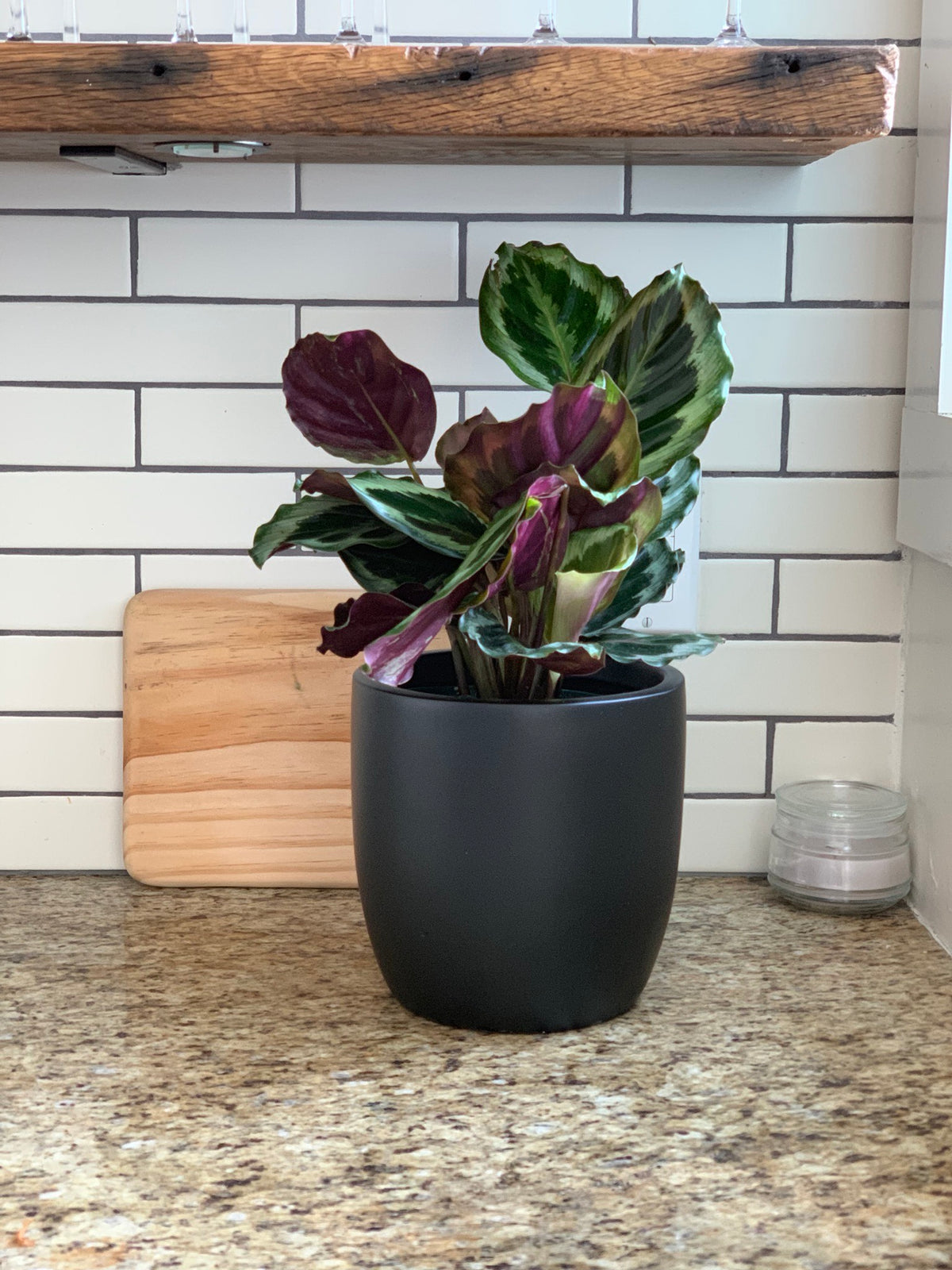Black Napa Round Cylinder Fiberglass Planter by Kitchen Counter