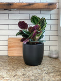 Root and Stock Napa Round Cylinder Planter - Black