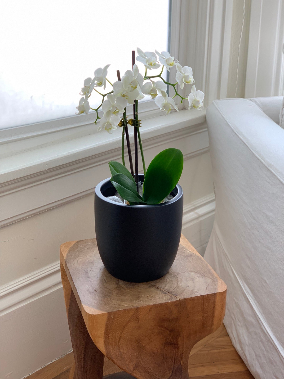 Black Napa Round Cylinder Fiberglass Planter by Window