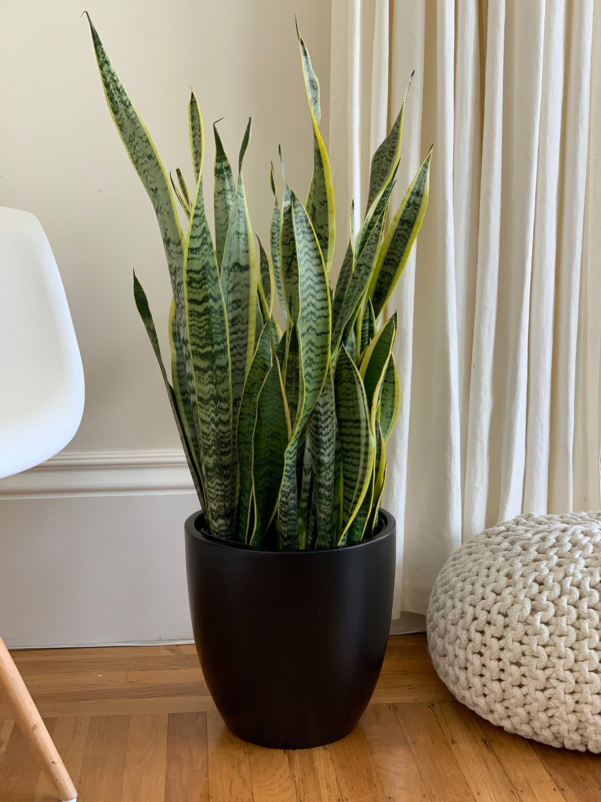 Black Napa Round Cylinder Fiberglass Planter indoor setting