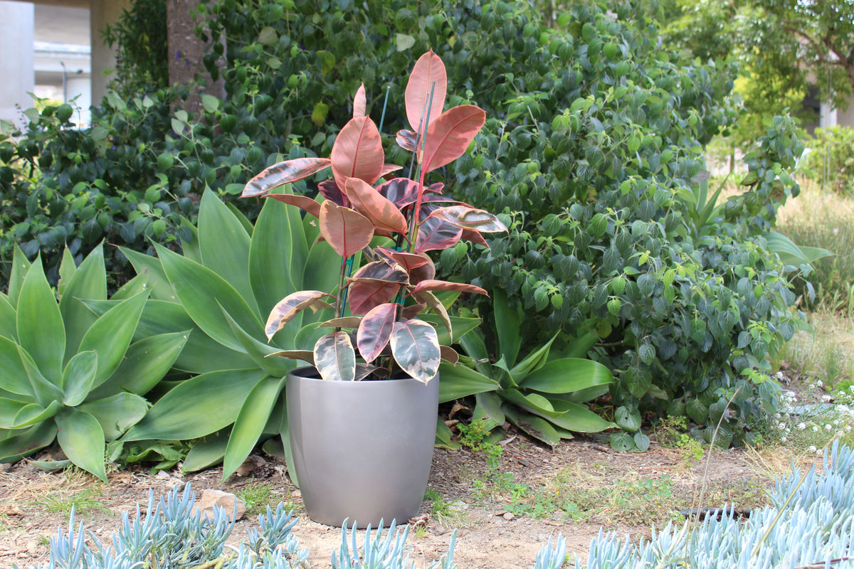 Grey Napa Round Cylinder Fiberglass Planter Outdoors