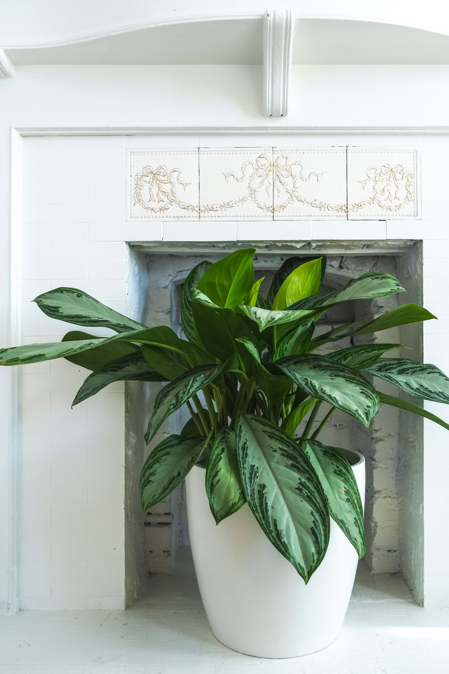 White Napa Round Cylinder Fiberglass Planter Indoors