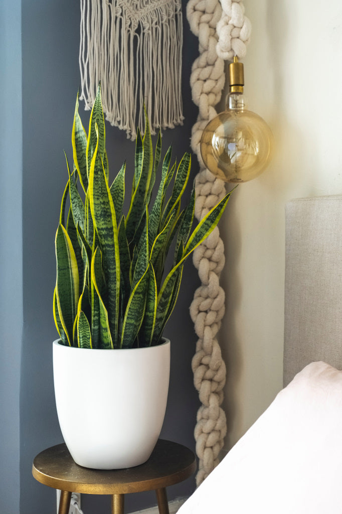 White Napa Round Cylinder Fiberglass Planter by Bed Stand