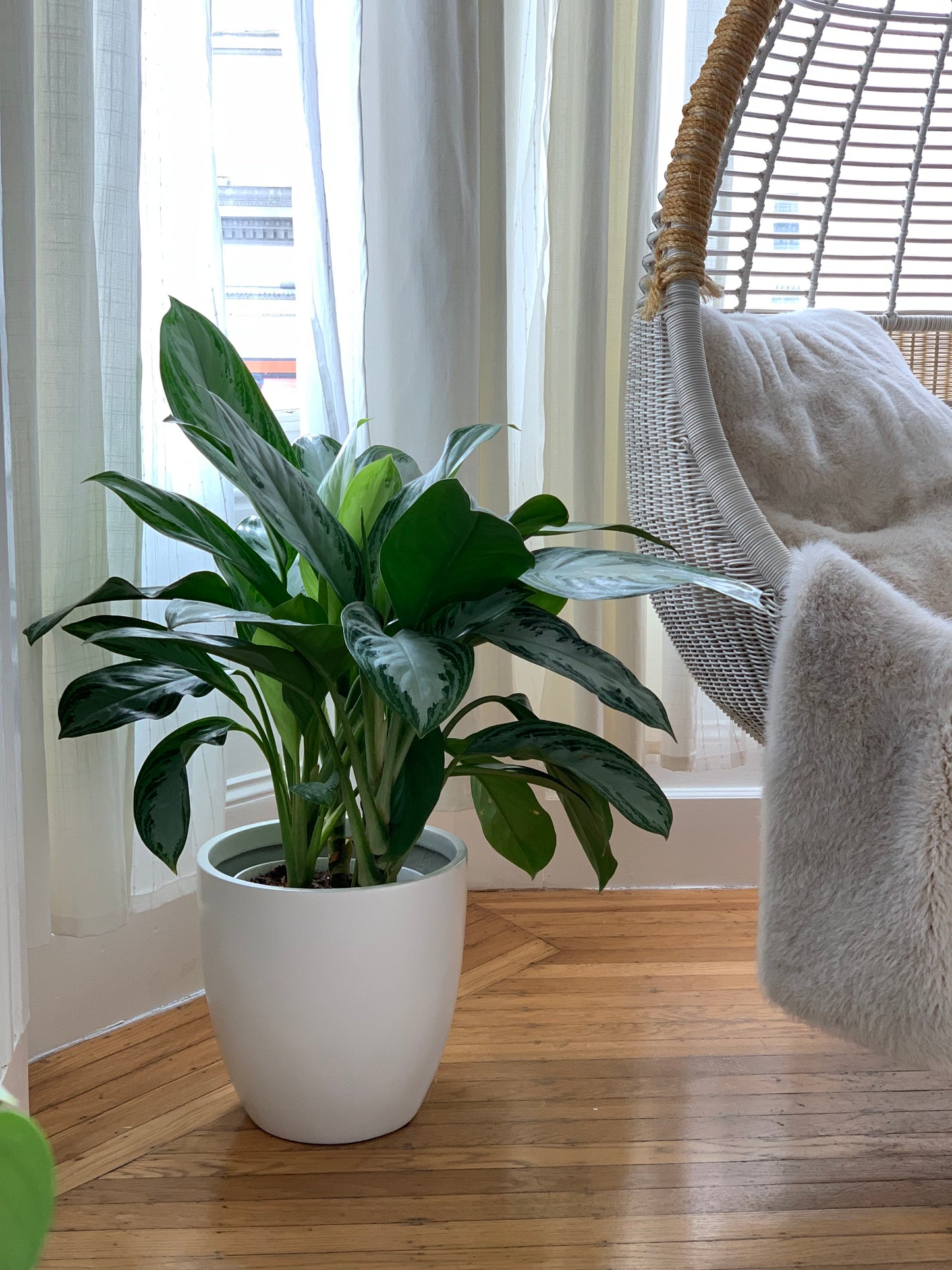 White Napa Round Cylinder Fiberglass Planter Indoors by Window