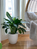 Root and Stock Napa Round Cylinder Planter - White