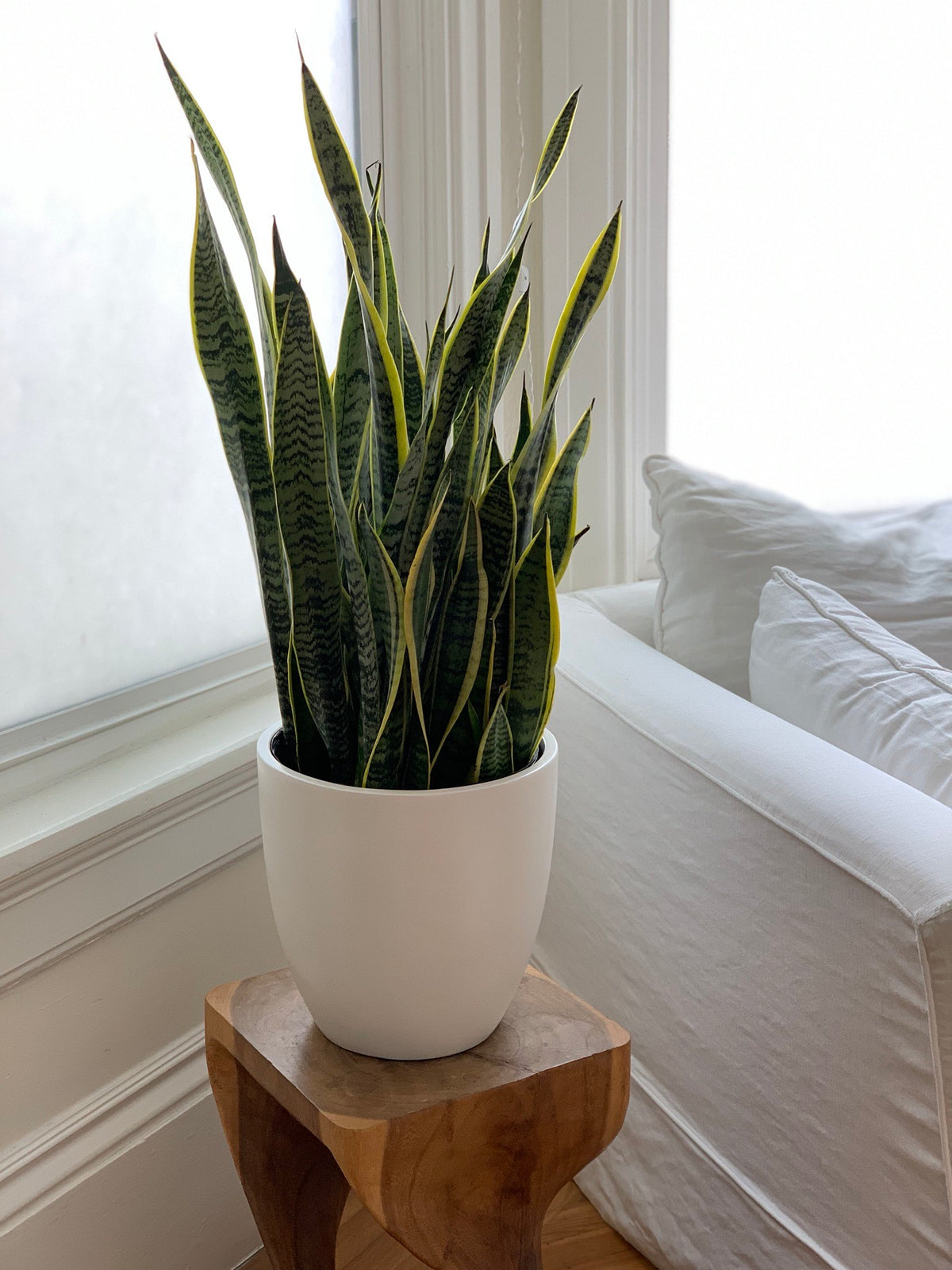 White Napa Round Cylinder Fiberglass Planter Indoors by Couch