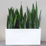 Root and Stock Belmont Rectangle Planter White 